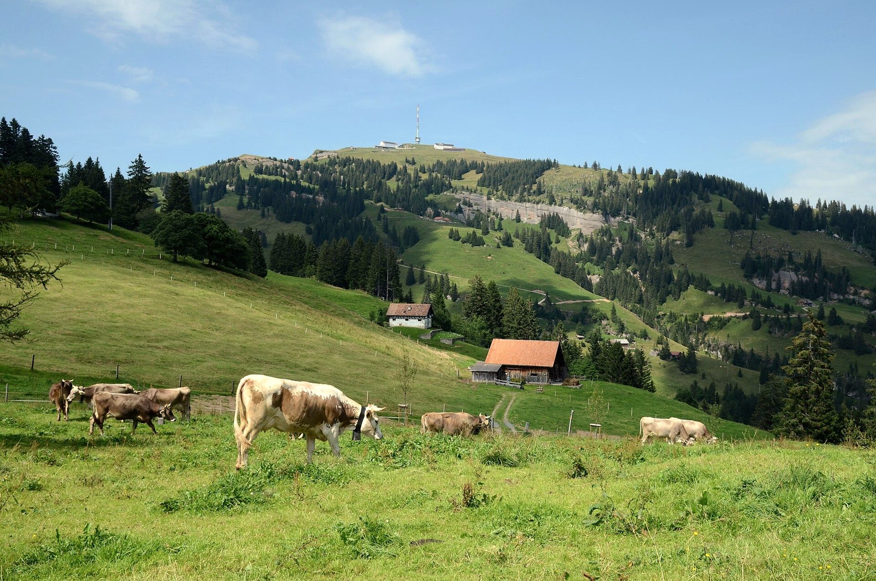 เรือ + รถไฟฟันเฟือง ขึ้น Mount Rigi